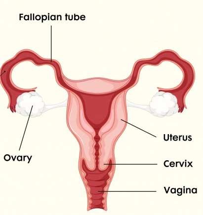 Women’s Health - Bluff Road Medical Centre